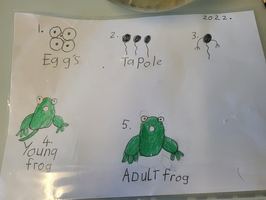 Frog Lifecycle 20220301_152634_resized.jpg