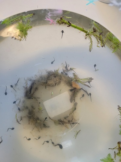 Tadpoles 20220301_152613_resized.jpg